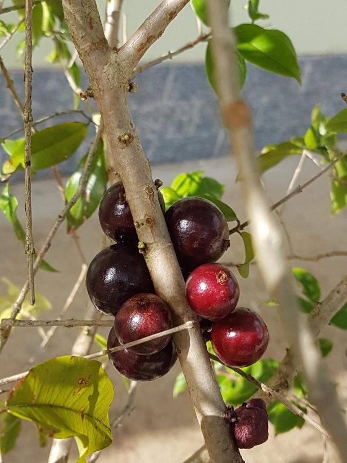 Aromas Da Terra Villa กอนซัลวิซ ภายนอก รูปภาพ